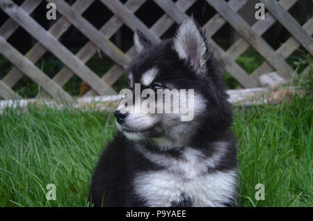 Süße traurige Gesicht eines schwarzen und weißen Husky Welpen. Stockfoto