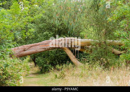 Einen alten Baum Amtsleitung, beugte sich über einen Weg durch den Wald, England, Vereinigtes Königreich Stockfoto