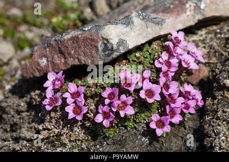 Lila Steinbrech (Saxifraga oppositifolia) in der arktischen Landschaft von Svalbard Stockfoto