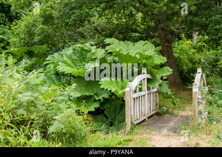 Blick über eine kleine Fußgängerbrücke in Wäldern mit einem Gunnera manicata (Brasilianischer Riese Rhabarber) Pflanze wächst, England, Vereinigtes Königreich Stockfoto