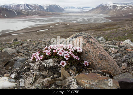 Lila Steinbrech (Saxifraga oppositifolia) in der arktischen Landschaft von Svalbard Stockfoto