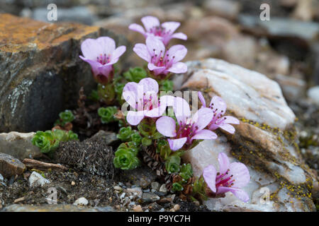 Lila Steinbrech (Saxifraga oppositifolia) in der arktischen Landschaft von Svalbard Stockfoto