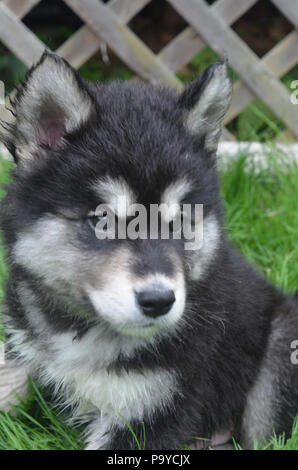 Adorable alusky Welpen von zu viel Spiel müde. Stockfoto