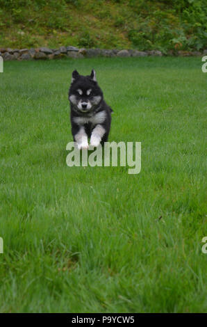 Wunderschöne alusky Welpen durch Gras in einem Hof läuft. Stockfoto
