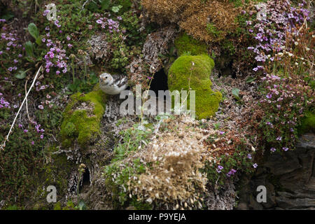 Schneeammer, Spitzbergen, Arktis Stockfoto