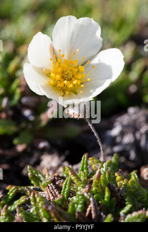 Papaver dahlianum, allgemein der Svalbard poppy genannt Stockfoto