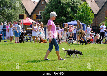 East Preston, West Sussex, UK. Fun Dog Show am Dorfplatz - reife Dame Ihre tan und weißen Spaniel angezeigt Stockfoto