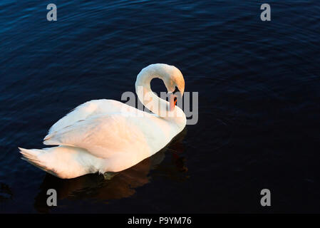 Der höckerschwan (Cygnus olor). Weiße Schwäne auf dem Wasser. Weiße Schwäne schwimmen am Fluss. Schwimmen Vögel Stockfoto