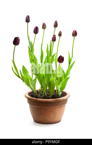 Home gewachsen schwarze Tulpen im Topf isoliert auf weißem Stockfoto