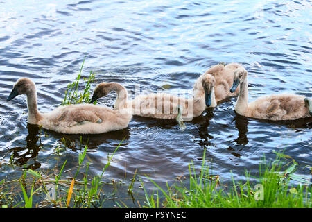 Swan Küken - cygnets schwimmend auf dem Wasser bei Sonnenuntergang Stockfoto