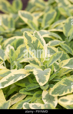 Salvia officinalis 'Icterina'. Stockfoto