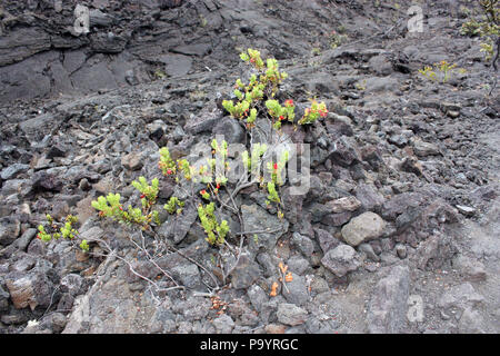 Eine Ohi' eine Anlage durch vulkanische Gestein auf dem Boden des Kilauea Iki Krater im Volcanoes National Park, Wyoming, USA wachsenden Stockfoto