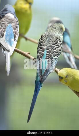 Bunte Muster auf den Flügeln der Wellensittiche in einem Baum. Stockfoto
