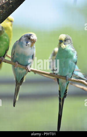 Pastellfarben gemeinsame Sittiche zusammen sitzen auf einem Ast. Stockfoto