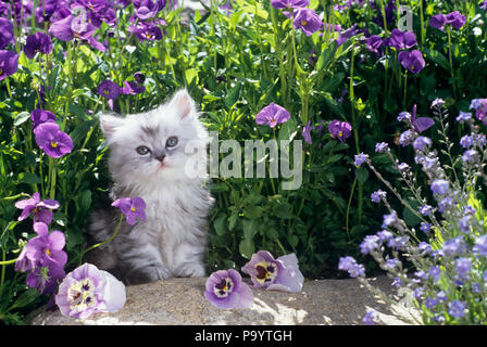 Schattige SILBER PERSISCH KÄTZCHEN IM GARTEN - kc Norm 12641 MAT002 HARS ADORABLE Stockfoto