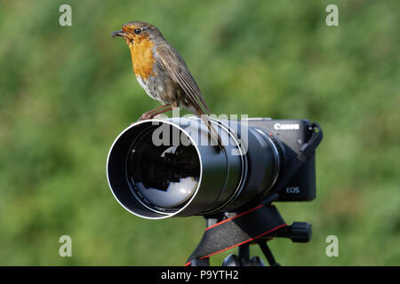 Eine freche Robin mit einer digitalen Kamera als Barsch Stockfoto