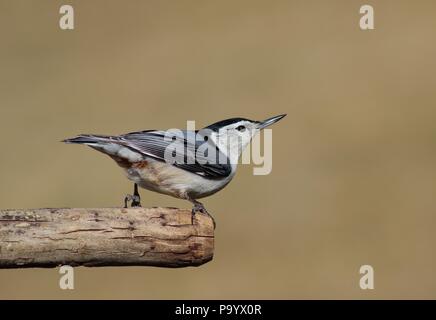 White-breasted Kleiber Hocken auf Zweig Stockfoto