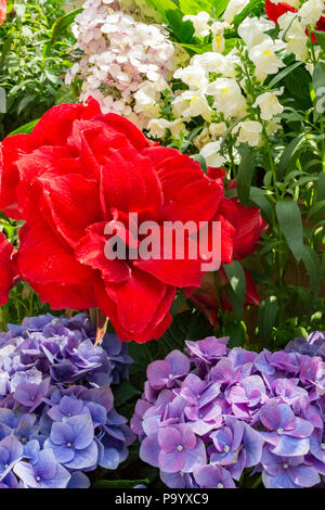 Mehrfarbige Blumen im Garten Stockfoto