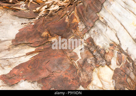 Zusammenfassung der Rinde eines australischen Gum Tree, für Textur oder Overlay. Stockfoto