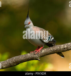 Crested Pigeon mit einer leuchtend rote Augen und Füße auf einem Zweig mit einem isolierten Hintergrund. Stockfoto