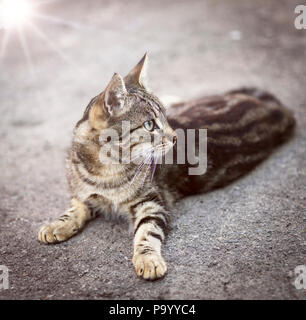 Junge gestreifte graue Katze auf grauem Asphalt liegt, ein Sommertag Stockfoto