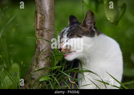 Nahaufnahme der Katze essen Gras. Katze im Gras. Stockfoto