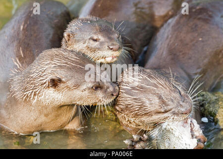 Glatte beschichtete Otter Geschwister nehmen es in Kurven auf Seebarsch zu füttern, Singapur Stockfoto