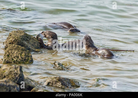 Glatte beschichtete Otter Geschwister nehmen es in Kurven auf Seebarsch zu füttern, Singapur Stockfoto