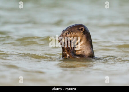 Glatte beschichtete Otter im Meerwasser in der Nähe der Ufer, Singapur Stockfoto