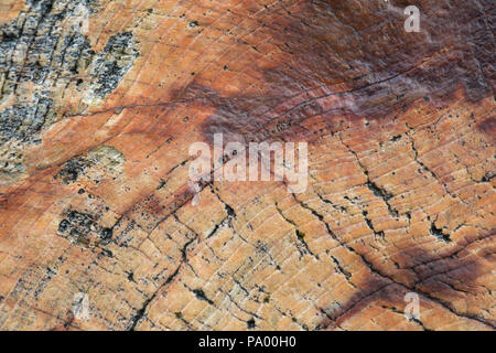 Nahaufnahme eines Versteinertes Holz Kaution von 25 millionen Jahren, Unga Island, Alaska Stockfoto