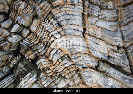 Nahaufnahme eines Versteinertes Holz Kaution von 25 millionen Jahren, Unga Island, Alaska Stockfoto