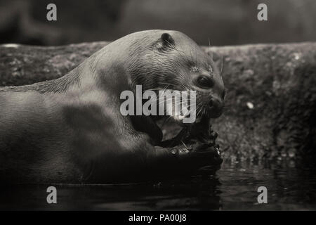 Giant Otter - Pteronura brasiliensis, große Süßwasser carnivore aus Südamerikanischen Flüsse. Stockfoto