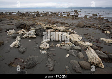 Versteinertes Holz Einlagen, von vor 25 Millionen Jahren, Unga Island, Alaska Stockfoto