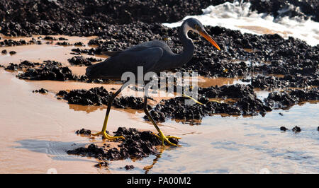 Egretta Gularis, die Western Reef Egret Schwarz Morph preying für die Fische auf der Bank von Wasser Strom Stockfoto