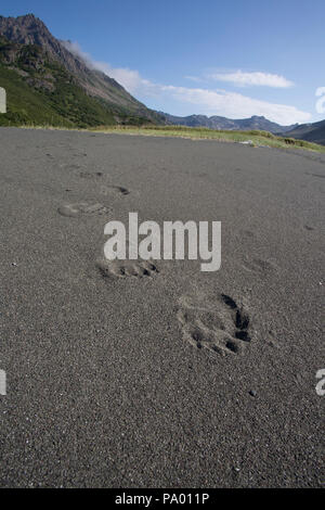 Brauner Bär Titel auf einem Strand in Kamtschatka Stockfoto