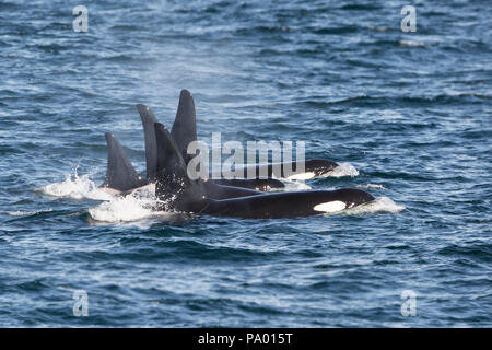 Pod der Schwertwal oder Orca (Orcinus orca), östliches Russland Stockfoto