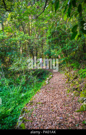 Kumano Kodo Pilgerweg. Koya-zaka Hang. Präfektur Wakayama. Kii Halbinsel. Kansai Region. Honshü Insel. UNESCO-Weltkulturerbe. Japan Stockfoto