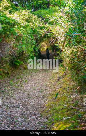 Kumano Kodo Pilgerweg. Koya-zaka Hang. Präfektur Wakayama.; Kii Halbinsel. Kansai Region. Honshü Insel. UNESCO-Weltkulturerbe. Japan Stockfoto