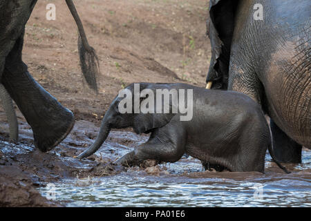 Baby Elefant (Loxodonta africana) Kreuzung Chobe River, Chobe National Park, Botswana, Stockfoto