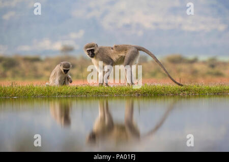 Grüne Meerkatzen (Chlorocebus pygerythrus), Zimanga Game Reserve, KwaZulu-Natal, Südafrika Stockfoto