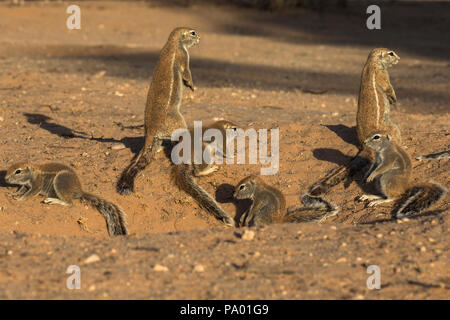 Eichhörnchen (Xerus inauris) bei den, Kgalagadi Transfrontier Park, Northern Cape, Südafrika Stockfoto