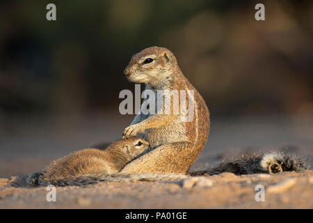 Eichhörnchen (Xerus inauris) Säuglinge, Kgalagadi Transfrontier Park, Northern Cape, Südafrika Stockfoto