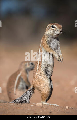 Erdhörnchen (Xerus inauris), Kgalagadi Transfrontier Park, Northern Cape, Südafrika Stockfoto