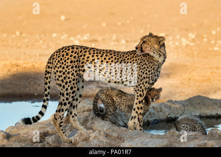 Gepard (Acinonyx jubatus) mit Jungen, Kgalagadi Transfrontier Park, Südafrika Stockfoto