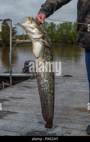 Silurus glanis, Wels nach Kampf auf dem Gras mit Angelrute, Frankreich Stockfoto