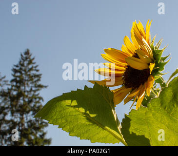 Sonnenblume vor blauem Himmel im Sommer Stockfoto