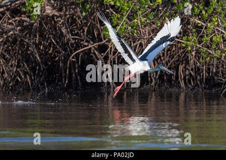 Black-necked Stork, die Kimberley Region, Western Australia Stockfoto