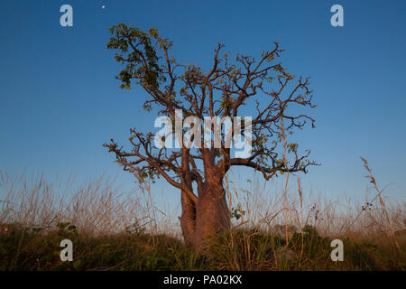 Boab Baum, Adansonia gregorii - Kimberley, Western Australia Stockfoto