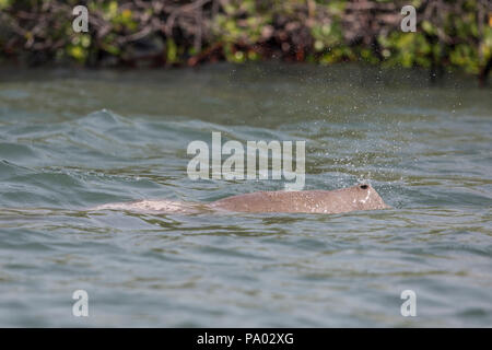 Seekuh (Dugong dugon) in der Kimberley, Western Australia Stockfoto