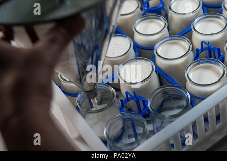 Herstellung von Joghurt in einer Farm, das hausgemachte Kuh Milch Joghurt, Frankreich Stockfoto